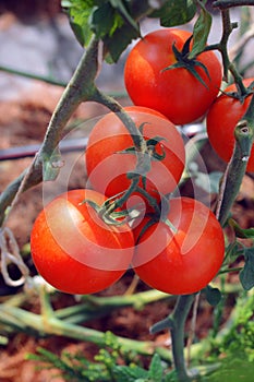 riped red tomato on branches