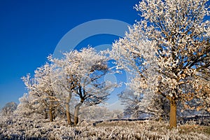 Riped trees near Holten