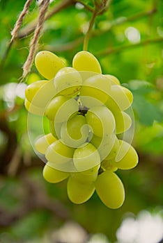 Riped White wine grapes in a vineyard