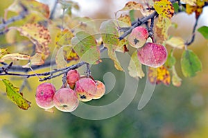 Ripen apples on branch in fall