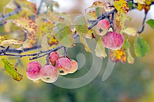 Ripen apples on branch in fall photo