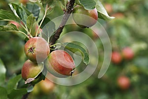 Ripen apples on tree in nature photo