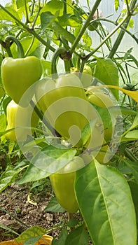 So ripen bell pepper