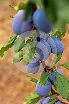 ripen blue plums on the tree