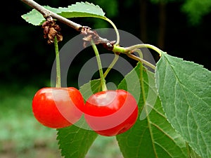 Ripen cherries photo