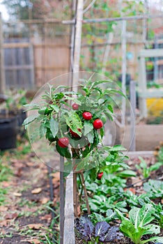 Ripen cherry peppers plant near cool weather vegetable at organic garden near Dallas, Texas, USA