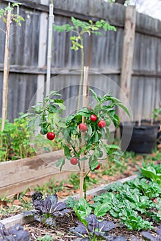 Ripen cherry peppers plant near cool weather vegetable at organic garden near Dallas, Texas, USA