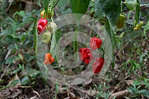 Ripen chili fruits hanging on the chili twig with the pest infested on the leaves