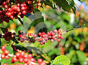 Ripen coffee beans on branch and leaves