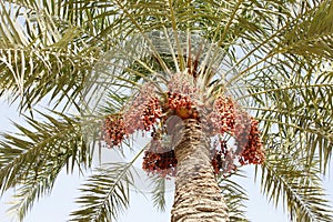 Ripen dates clusters