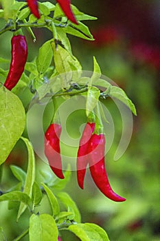 Ripen homegrown Malagueta chili pepper, a variety of the species Capsicum frutescens.