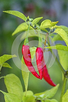 Ripen homegrown Malagueta chili pepper, a variety of the species Capsicum frutescens.