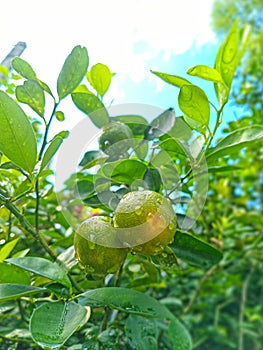 Ripen oranges - trees