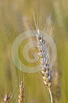 Ripen pod of wheat at an indian farm