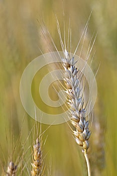 Ripen pod of wheat at an indian farm photo