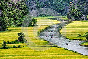 Ripen rice strips on both sides of a stream inside Tam Coc Natural Reserve, Ninh Binh pro., Vietnam.