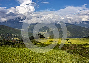 Ripen rice terraced fields.