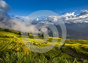 Ripen rice terraced fields.