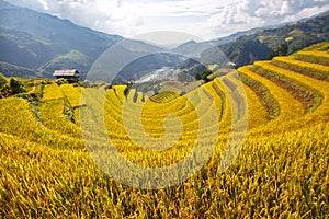 Ripen rice terraces in Mu Cang Chai,