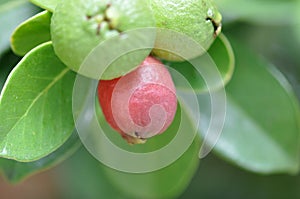 Ripen Strawberry Guava