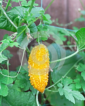 Organic ripen Siamese Bitter Melon Ã¢â¬â Thailand bitter gourd on vine trellis net in Texas, USA