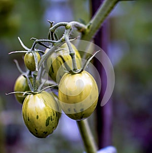 Ripen tomatoes on a Bush in the garden in the southern Urals