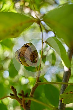 Ripen walnuts in the tree