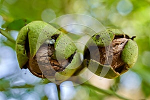 Ripen walnuts in the tree