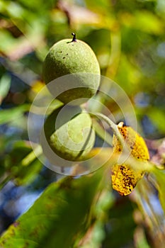 Ripen walnuts in the tree