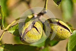 Ripen walnuts in the tree