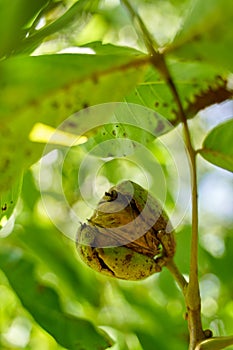 Ripen walnuts in the tree