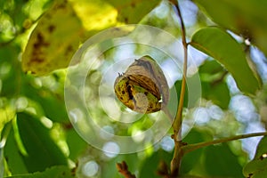 Ripen walnuts in the tree