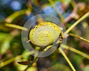 Ripen walnuts in the tree