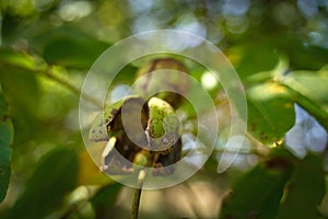 Ripen walnuts in the tree