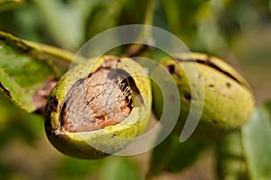 Ripen walnuts in the tree