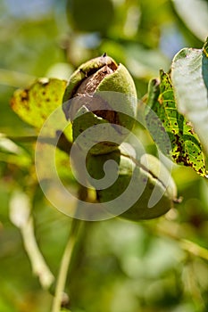 Ripen walnuts in the tree