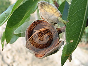 The ripened almond nut