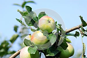 Ripened apples photo