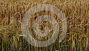 Ripened barley on early summer