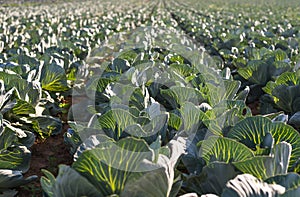Ripened cabbage on the field on a summer sunny day in western Germany. Leaves cabbage highlighted by the sun.