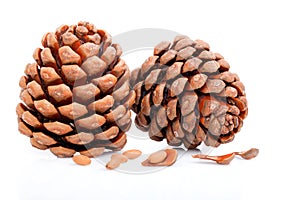 Ripened cone with pine nuts