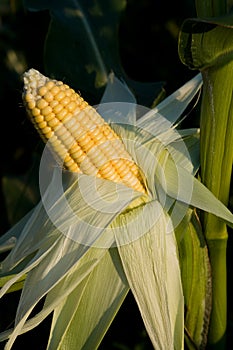 The ripened corn photo