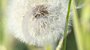 A ripened dandelion with fluffy seeds. Sunning in the wind. Close-up. Slow motion