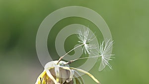 A ripened dandelion with the remains of seeds swaying in the wind. Seeds with crests resist the wind. The background is not in