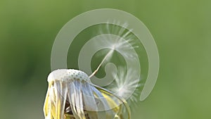 A ripened dandelion. Seeds with crests are balanced in the wind. Close-up. Slow motion