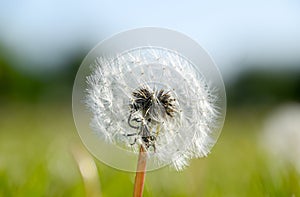 Ripened dandelion seeds. Fluffy dandelion. Dandelion in the