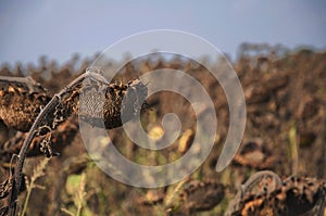 Ripened dry sunflowers in the autumn feld against blue sky concept death for the sake of the futureh