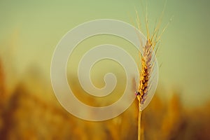 On ripened earing yellow dry wheat crawling ladybug on a field