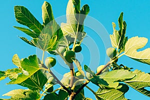 Ripened figs, green fruit. Fig trees