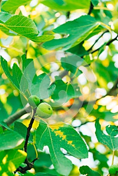 Ripened figs, green fruit. Fig trees